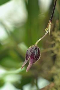 Specklinia areldii