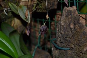 Specklinia areldii