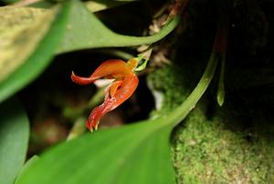 Specklinia montezumae