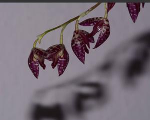 Pleurothallis restrepioides