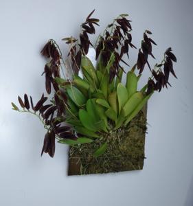 Stelis wagneri
