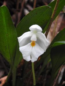 Rossioglossum oerstedii
