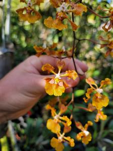 Trichocentrum undulatum