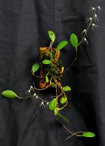 Opilionanthe manningii