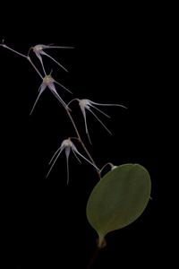 Opilionanthe manningii