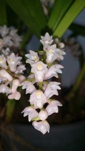 Bryobium hyacinthoides