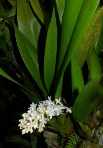 Bryobium hyacinthoides