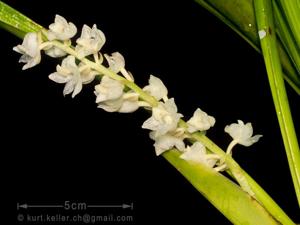 Bryobium hyacinthoides