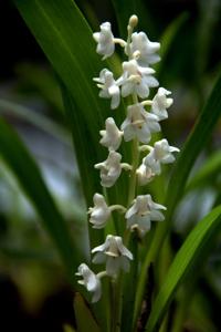 Bryobium hyacinthoides