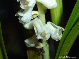 Bryobium hyacinthoides