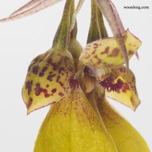 Bulbophyllum thiurum