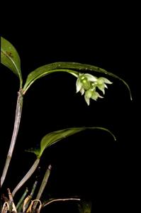 Dendrobium crassilabium