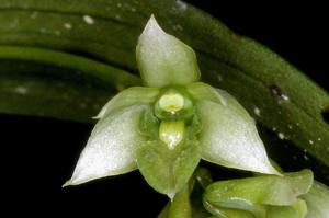 Dendrobium crassilabium