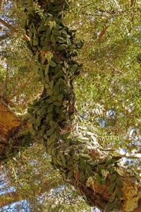Dendrobium linguiforme var. huntianum