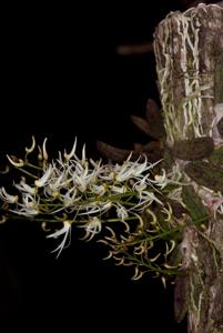 Dendrobium linguiforme var. huntianum