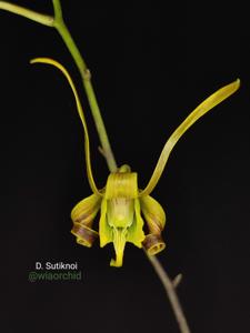 Dendrobium sutiknoi