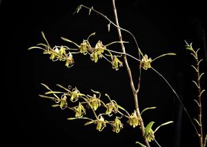 Dendrobium sutiknoi