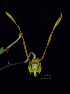 Dendrobium sutiknoi