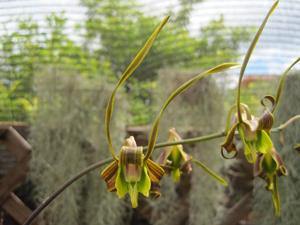 Dendrobium sutiknoi