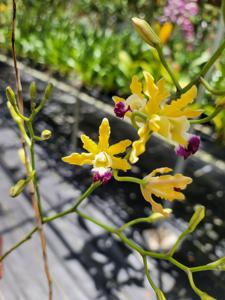 Myrmecophila thomsoniana var. minor