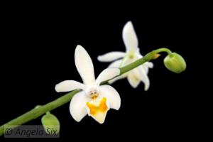 Phalaenopsis malipoensis