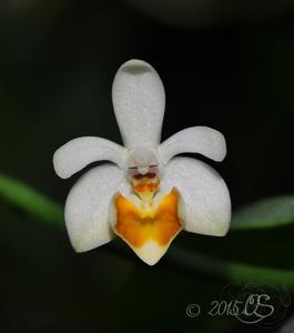 Phalaenopsis malipoensis