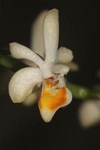 Phalaenopsis malipoensis