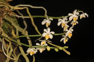 Phalaenopsis malipoensis