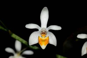 Phalaenopsis malipoensis