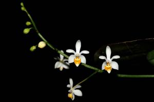 Phalaenopsis malipoensis