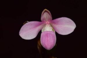 Phragmipedium andreettae