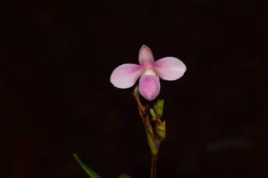 Phragmipedium andreettae