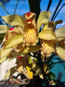 Cymbidium sichuanicum