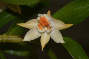 Dendrobium cariniferum