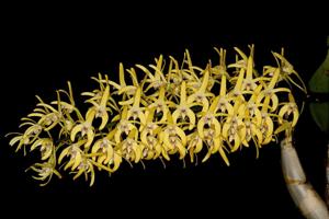 Dendrobium speciosum var. blackdownense