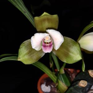 Lycaste puntarenasensis