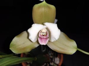 Lycaste puntarenasensis