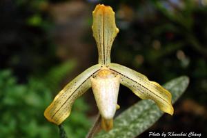 Paphiopedilum josianae