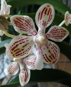 Vanda jennae