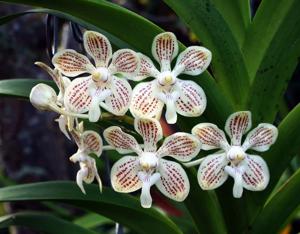 Vanda jennae