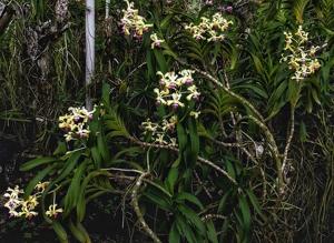 Vanda ustii