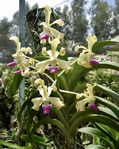 Vanda ustii