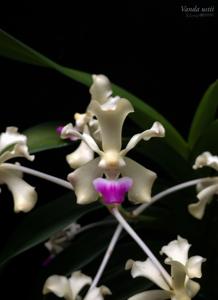 Vanda ustii