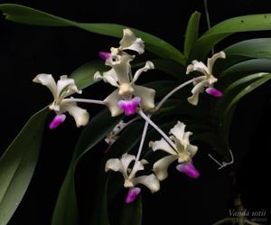 Vanda ustii