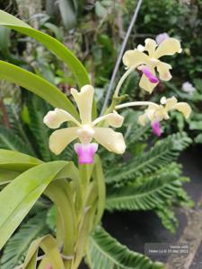 Vanda ustii