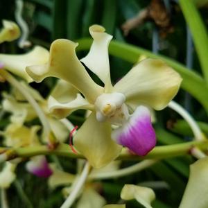 Vanda ustii