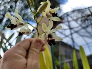 Myrmecophila thomsoniana var. thomsoniana