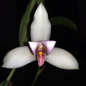 Lycaste guatemalensis