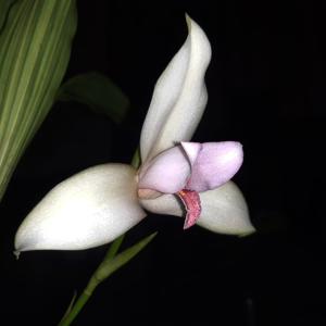 Lycaste guatemalensis