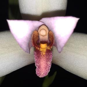 Lycaste guatemalensis